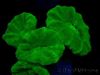 WYSIWYG Caulastrea furcata Giallo
