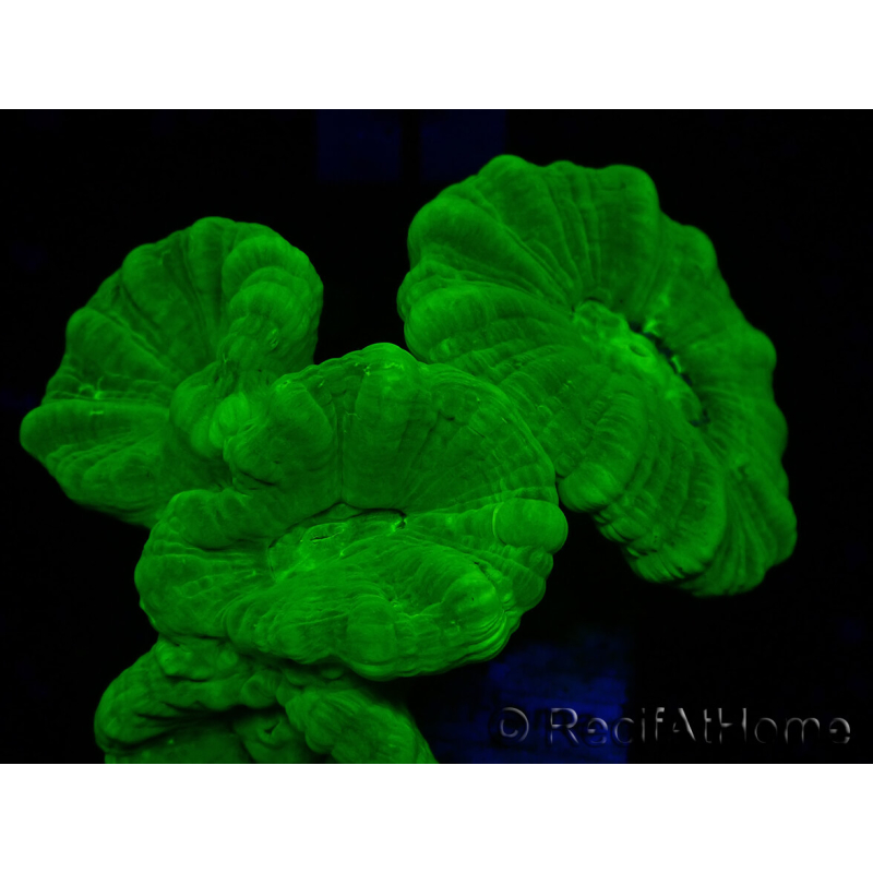 WYSIWYG Caulastrea furcata Amarillo
