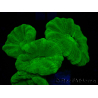 WYSIWYG Caulastrea furcata Gelb
