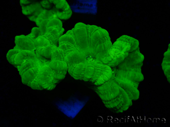 WYSIWYG Caulastrea furcata Gelb