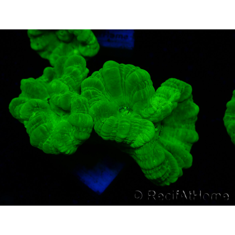 WYSIWYG Caulastrea furcata Gelb