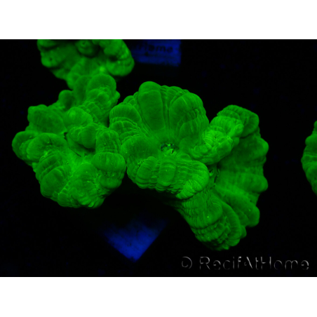 WYSIWYG Caulastrea furcata Yellow 2