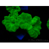 WYSIWYG Caulastrea furcata Giallo