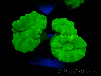 WYSIWYG Caulastrea furcata Yellow
