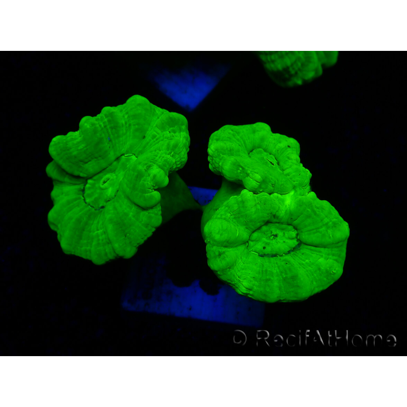 WYSIWYG Caulastrea furcata Amarillo