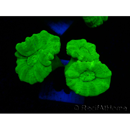 WYSIWYG Caulastrea furcata Giallo