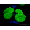 WYSIWYG Caulastrea furcata Yellow