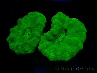WYSIWYG Caulastrea furcata Yellow