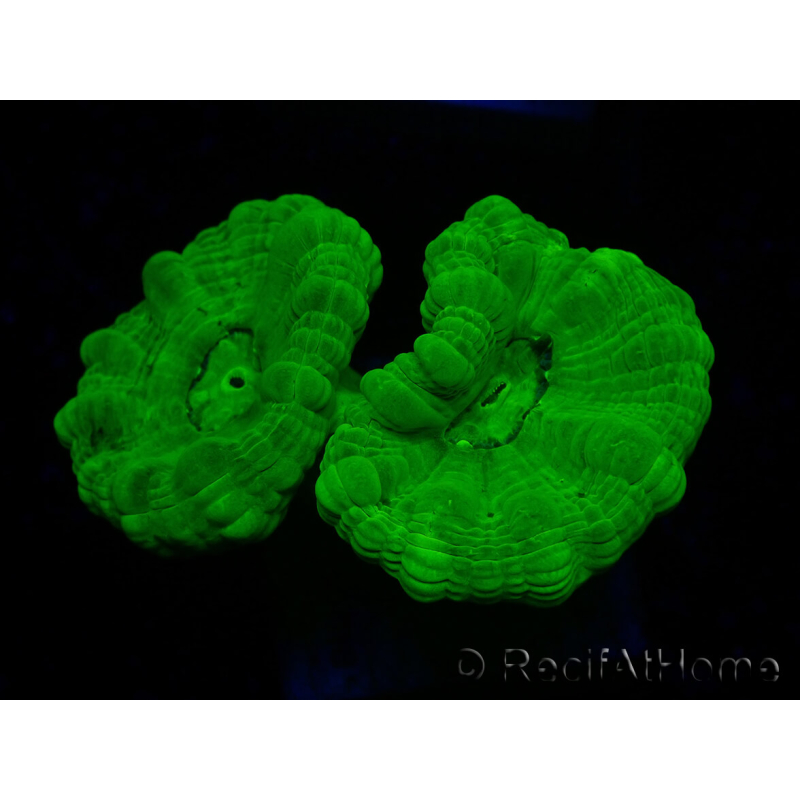 WYSIWYG Caulastrea furcata Gelb