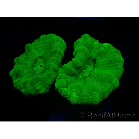 WYSIWYG Caulastrea furcata Gelb