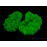 WYSIWYG Caulastrea furcata Gelb