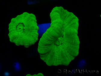 WYSIWYG Caulastrea furcata Yellow 5
