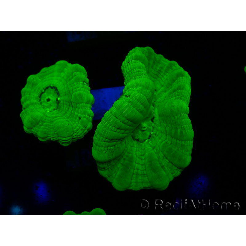 WYSIWYG Caulastrea furcata Yellow