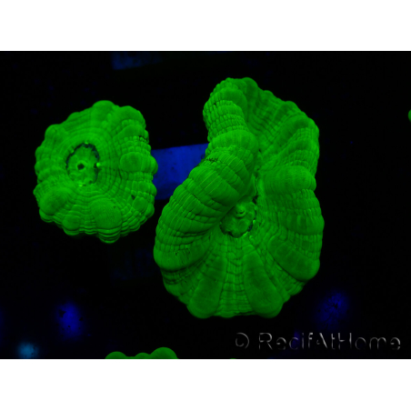 WYSIWYG Caulastrea furcata Amarillo