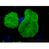 WYSIWYG Caulastrea furcata Amarillo