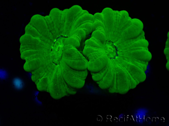 WYSIWYG Caulastrea furcata Amarillo