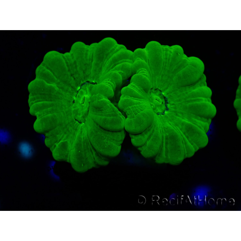 WYSIWYG Caulastrea furcata Amarillo