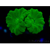 WYSIWYG Caulastrea furcata Yellow