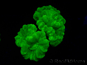 WYSIWYG Caulastrea furcata Yellow 7