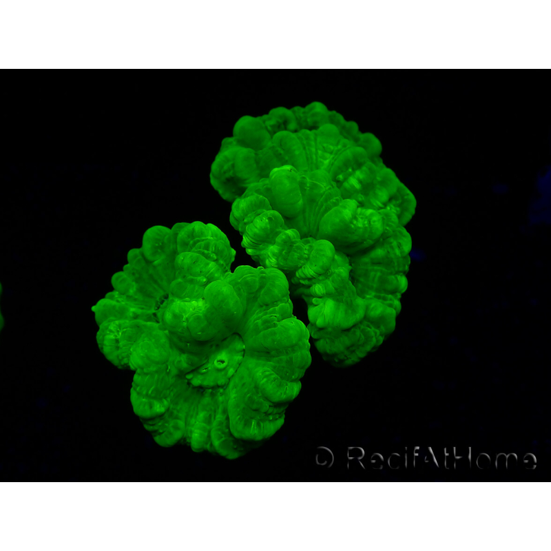 WYSIWYG Caulastrea furcata Yellow
