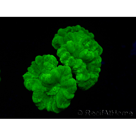 WYSIWYG Caulastrea furcata Giallo
