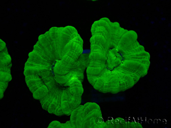 WYSIWYG Caulastrea furcata Yellow 8