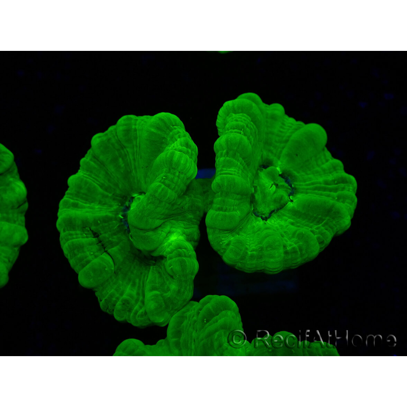 WYSIWYG Caulastrea furcata Gelb