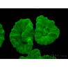 WYSIWYG Caulastrea furcata Gelb