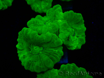 WYSIWYG Caulastrea furcata Amarillo