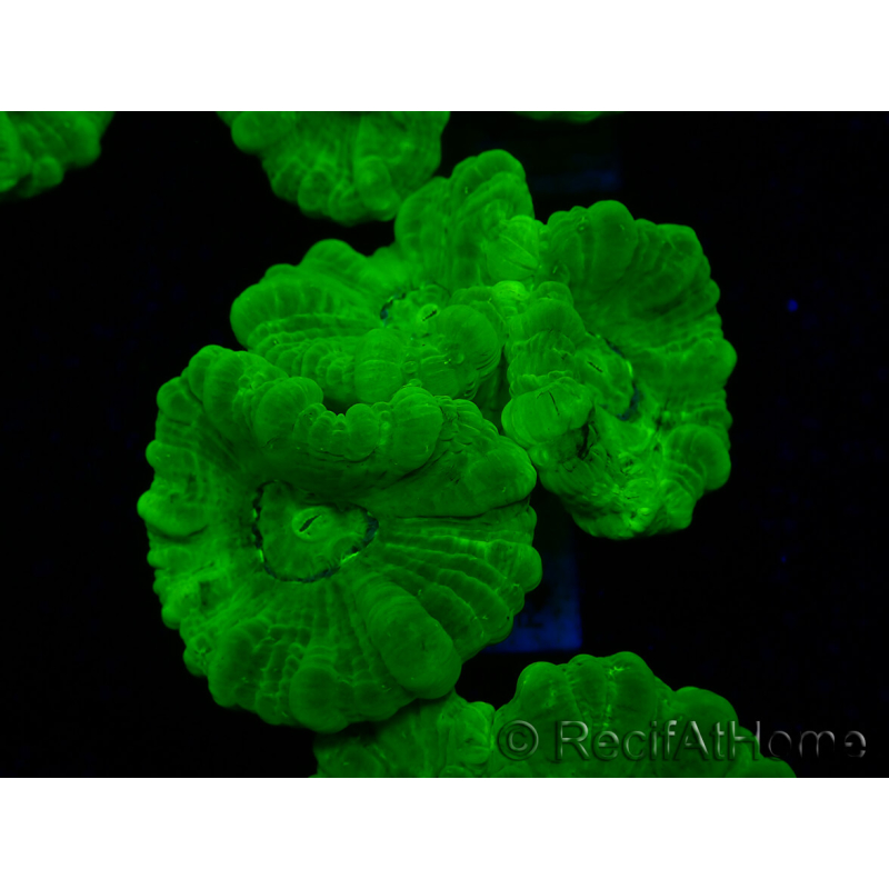WYSIWYG Caulastrea furcata Yellow