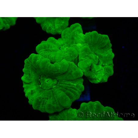 WYSIWYG Caulastrea furcata Yellow 9