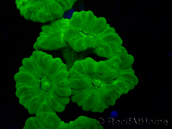 WYSIWYG Caulastrea furcata Yellow