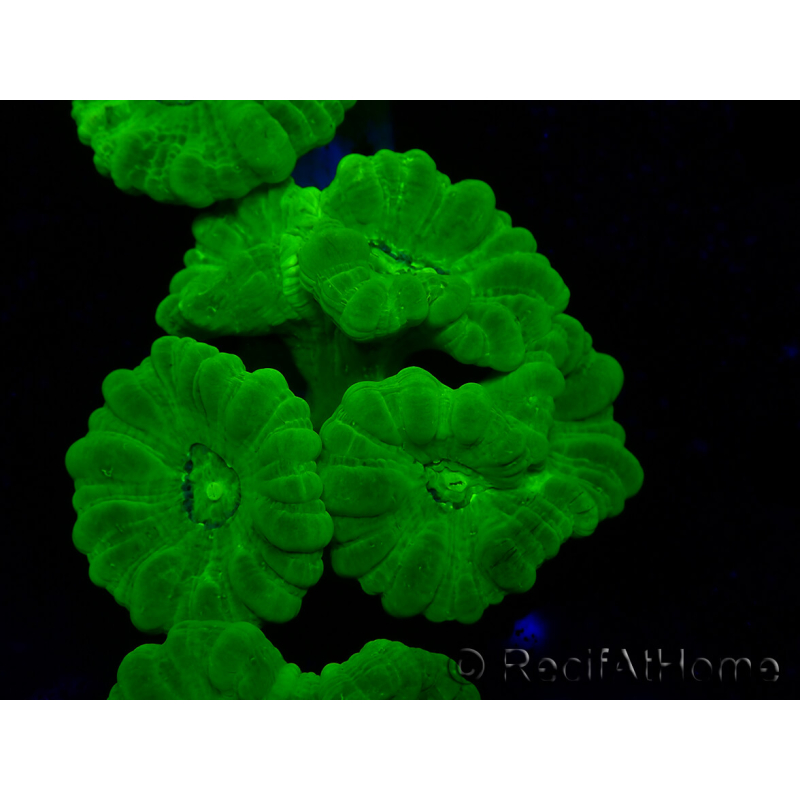 WYSIWYG Caulastrea furcata Giallo