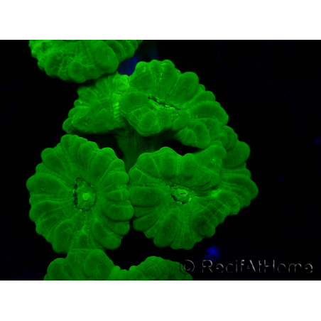 WYSIWYG Caulastrea furcata Giallo