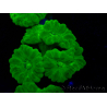 WYSIWYG Caulastrea furcata Gelb