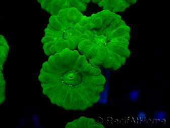 WYSIWYG Caulastrea furcata Yellow 11