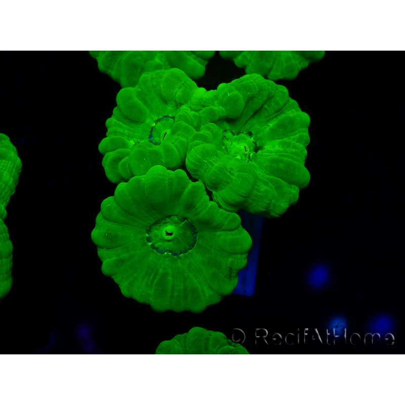 WYSIWYG Caulastrea furcata Yellow 11