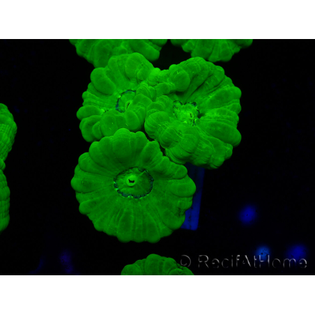 WYSIWYG Caulastrea furcata Yellow