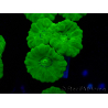 WYSIWYG Caulastrea furcata Yellow 11