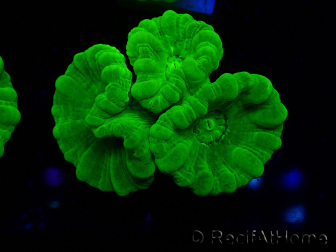 WYSIWYG Caulastrea furcata Yellow