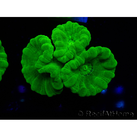 WYSIWYG Caulastrea furcata Gelb