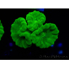 WYSIWYG Caulastrea furcata Amarillo