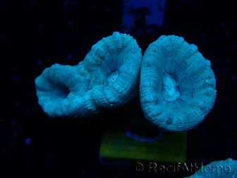WYSIWYG Caulastrea furcata Grey/Blue 12N1
