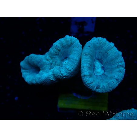 WYSIWYG Caulastrea furcata Grau/Blau