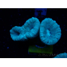 WYSIWYG Caulastrea furcata Gris/Azul