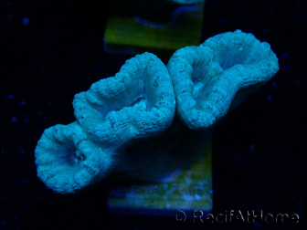 WYSIWYG Caulastrea furcata Grigio/Blu