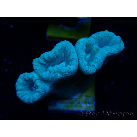 WYSIWYG Caulastrea furcata Grigio/Blu