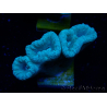WYSIWYG Caulastrea furcata Gris/Azul