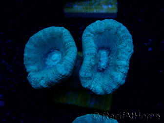 WYSIWYG Caulastrea furcata Gris/Azul
