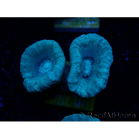 WYSIWYG Caulastrea furcata Grey/Blue